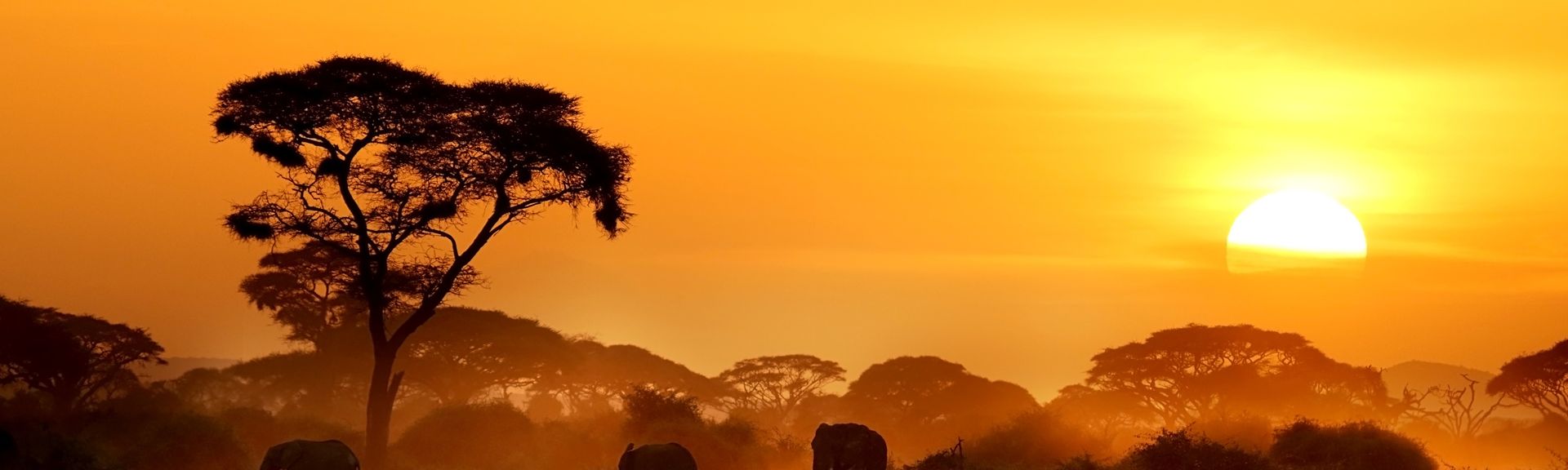 La savane au Kenya, Afrique