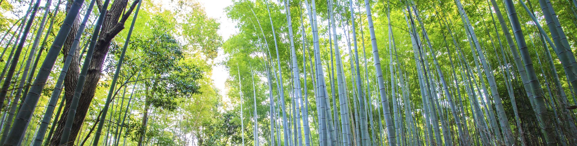 Japon