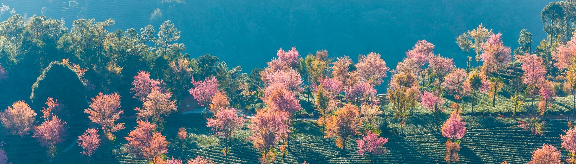 Yunnan
