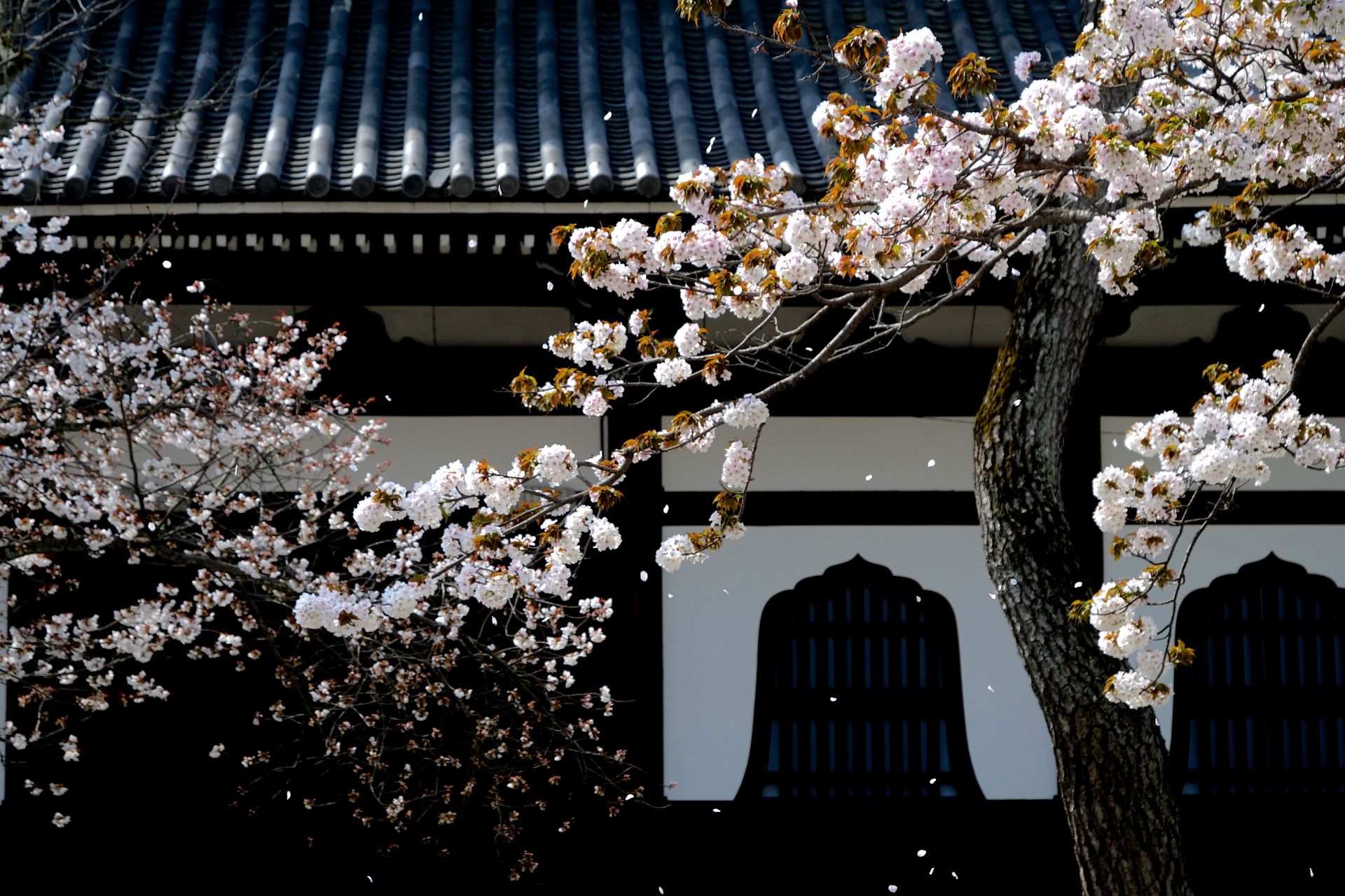 cerisiers en fleurs au temple a kyoto(c)gettyimages-joka2000-959053598.jpg