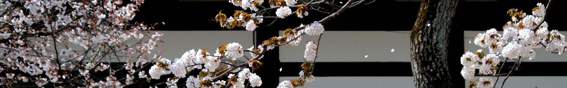 cerisiers-en-fleurs-au-temple-a-kyoto-c-gettyimages-joka2000-959053598-jpg.jpg