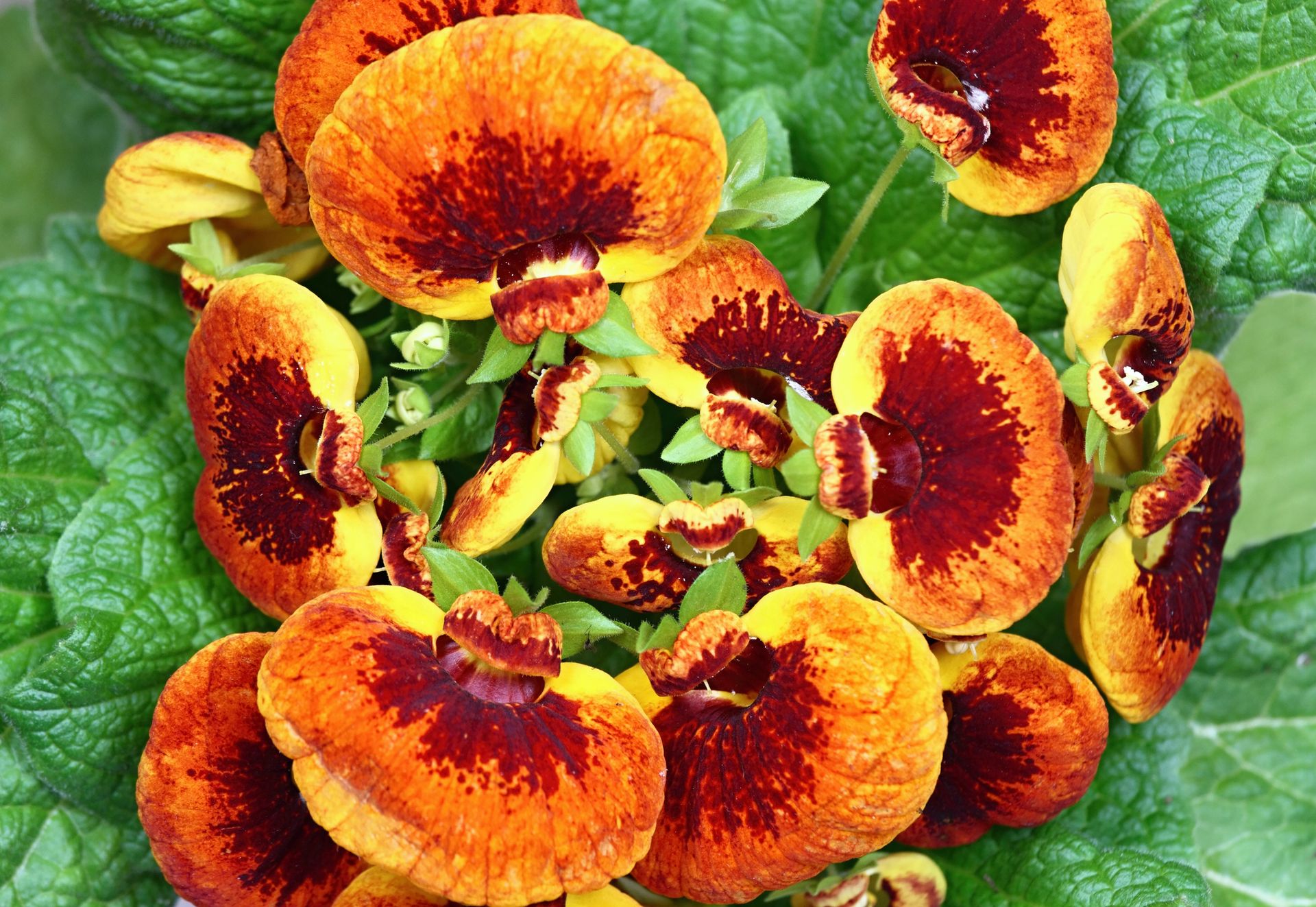 Calceolaria biflora