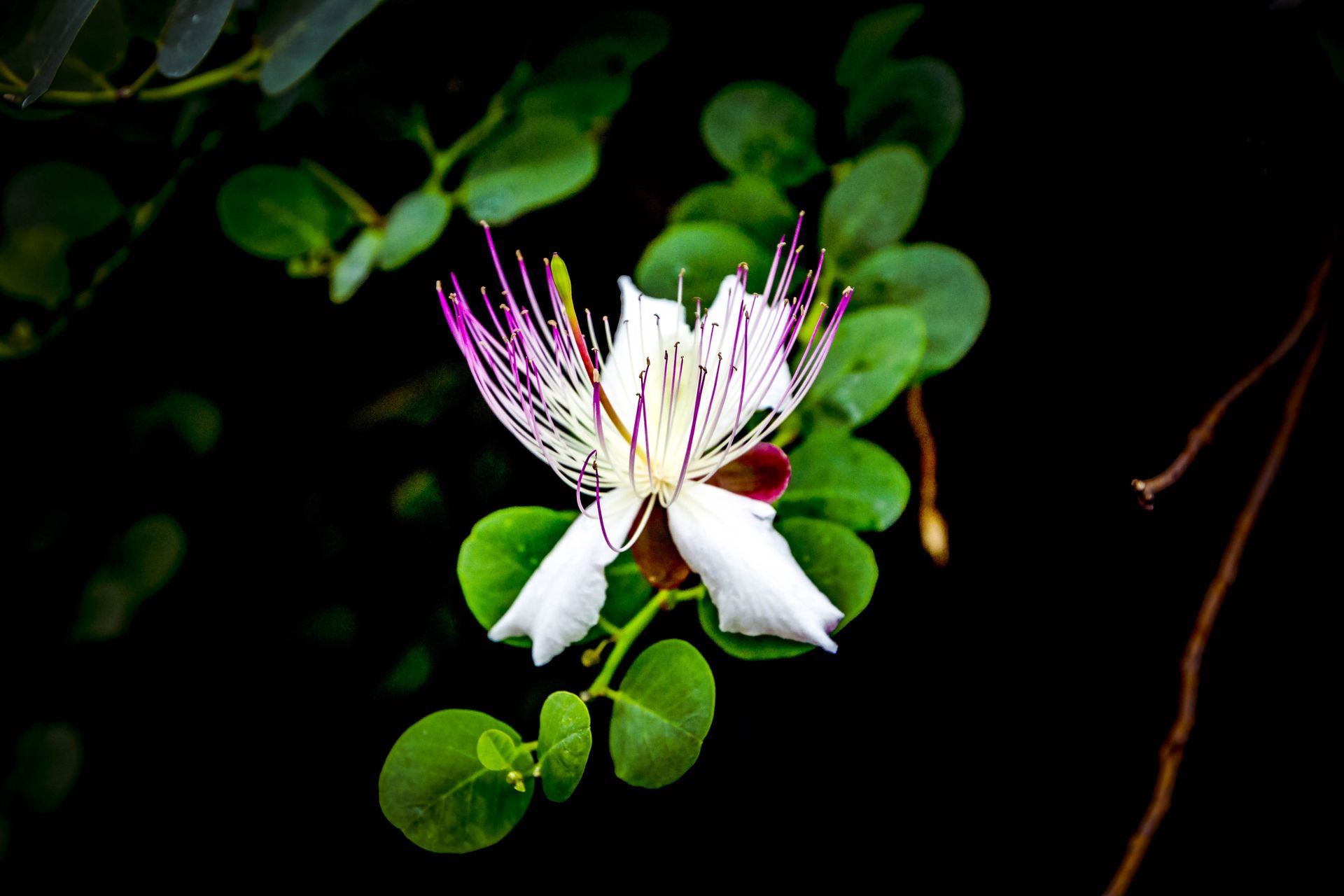 Capparis spinosa