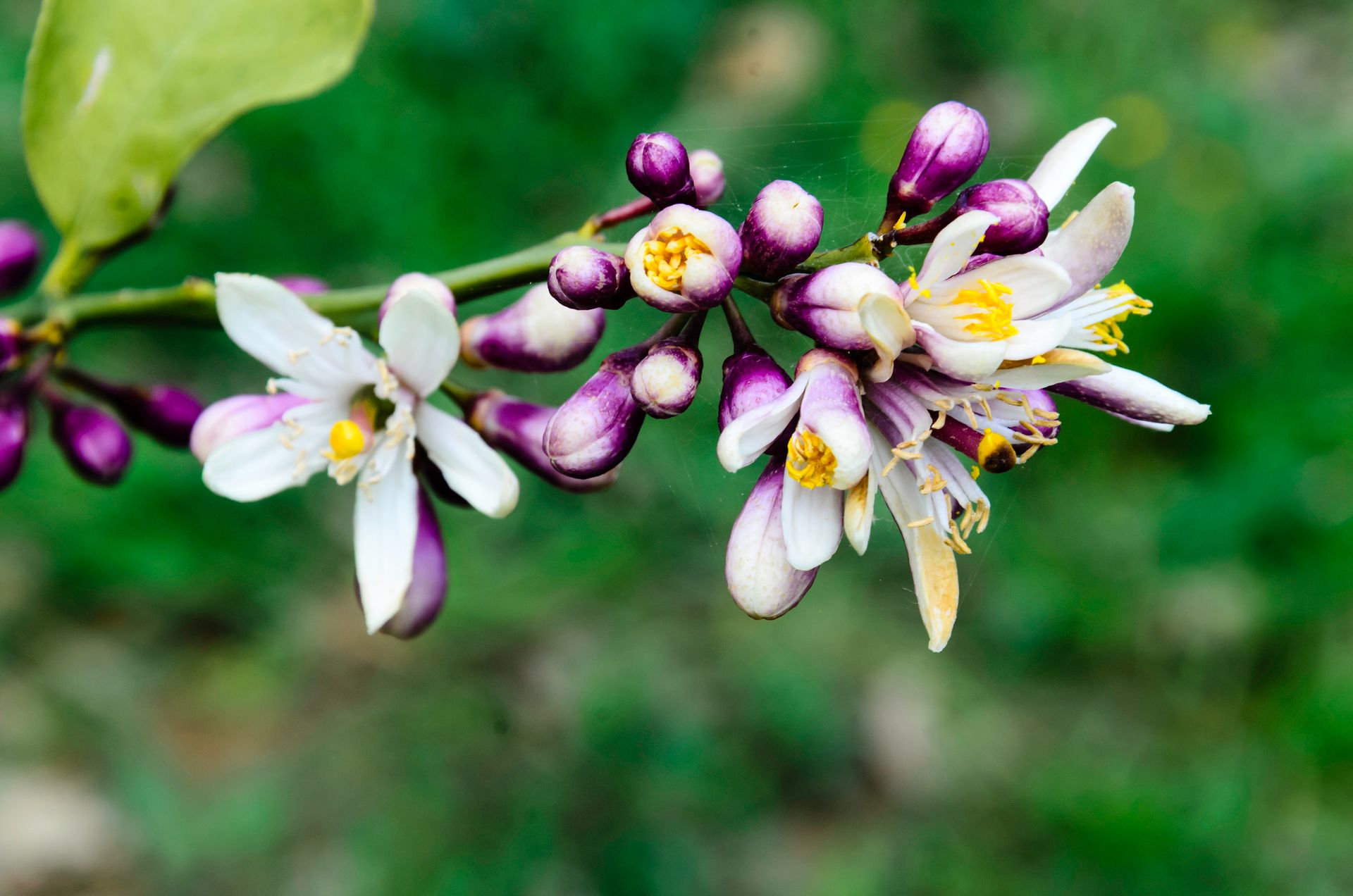 citrus-aurantium.jpg