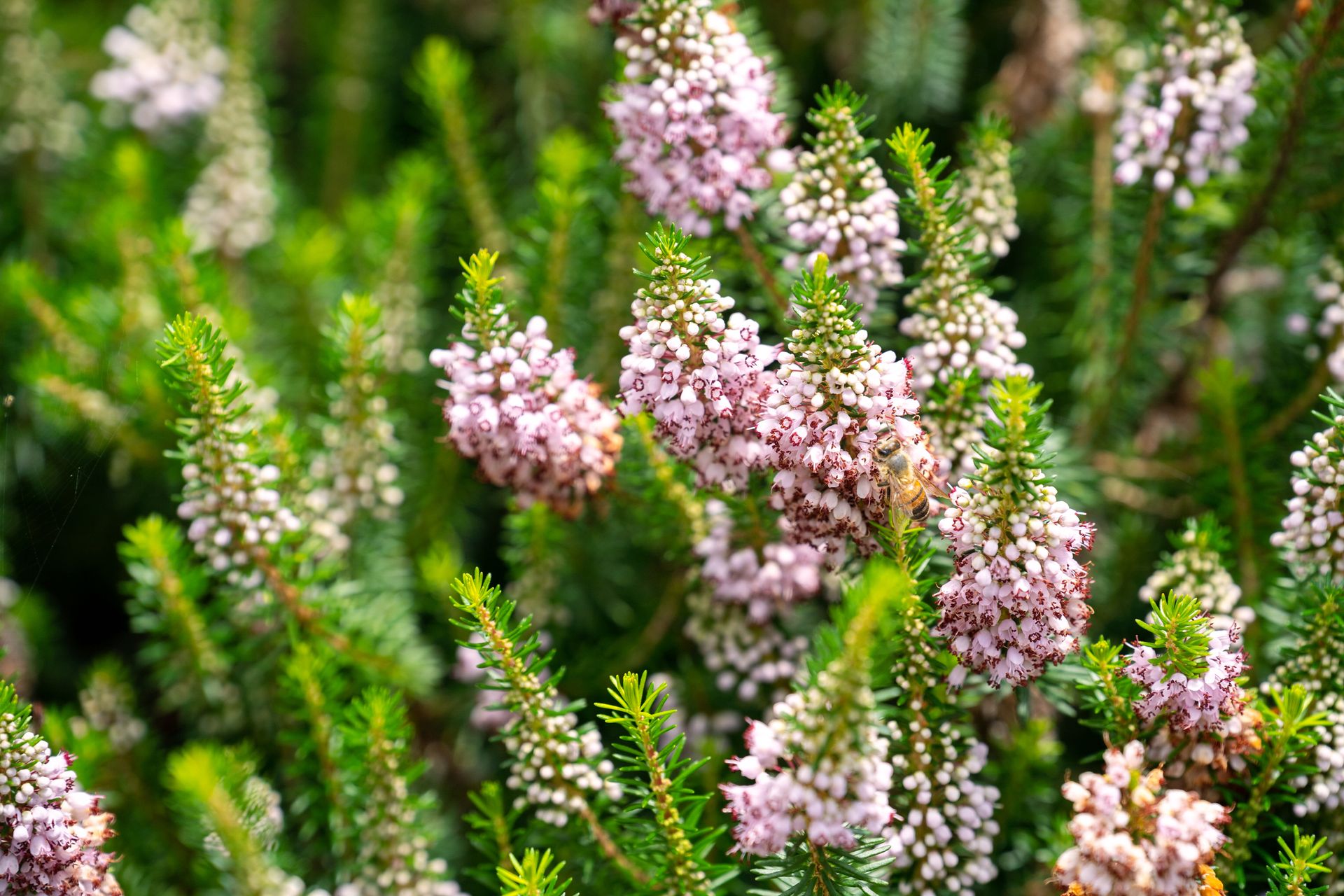 Erica vagans