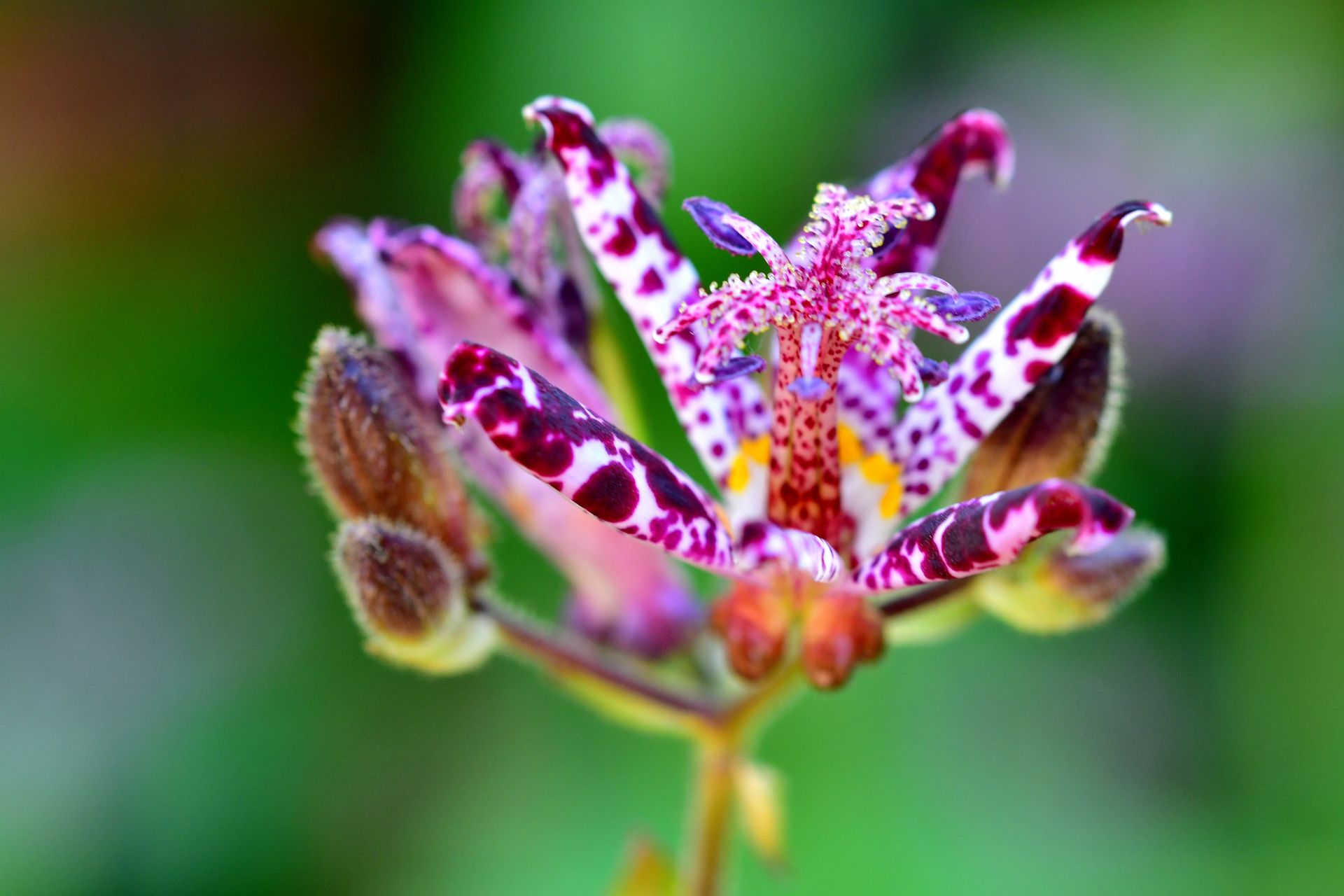 Tricyrtis hirta