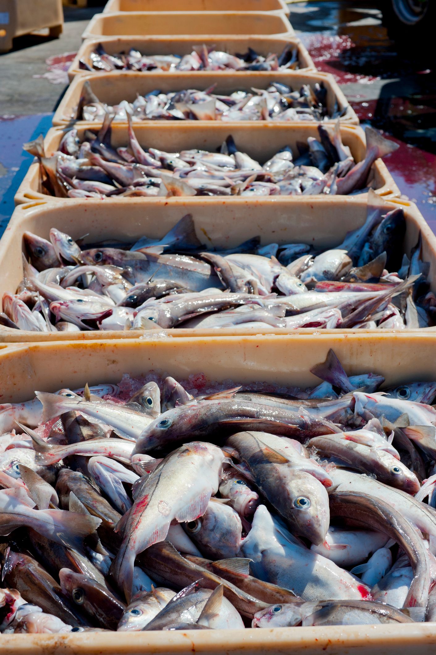 Pêche sur l'Islande