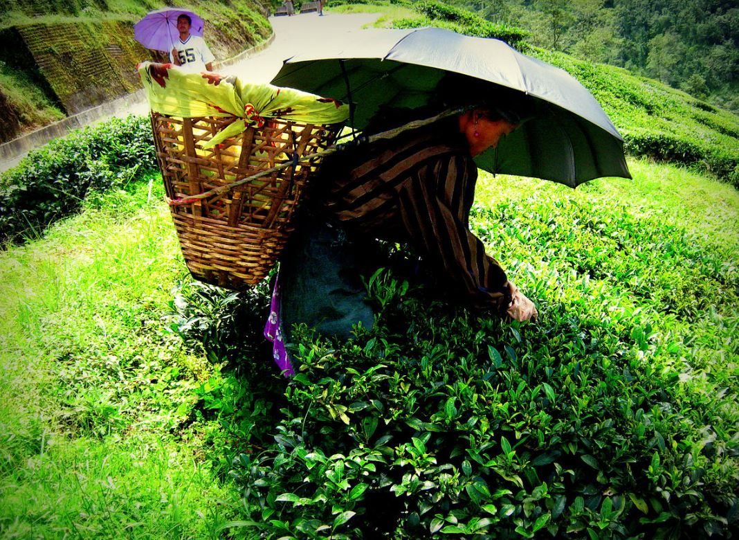 Plantation de thé, Darjeeling - Inde ©Anilbharadwaj125
