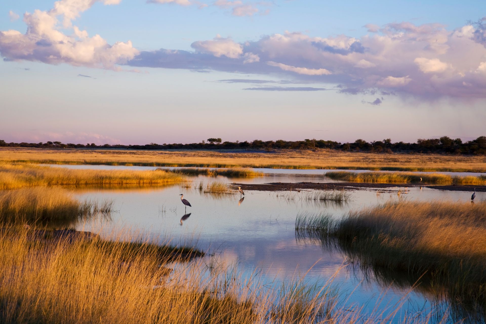 Parc National d'Etosha - Namibie ©iStock