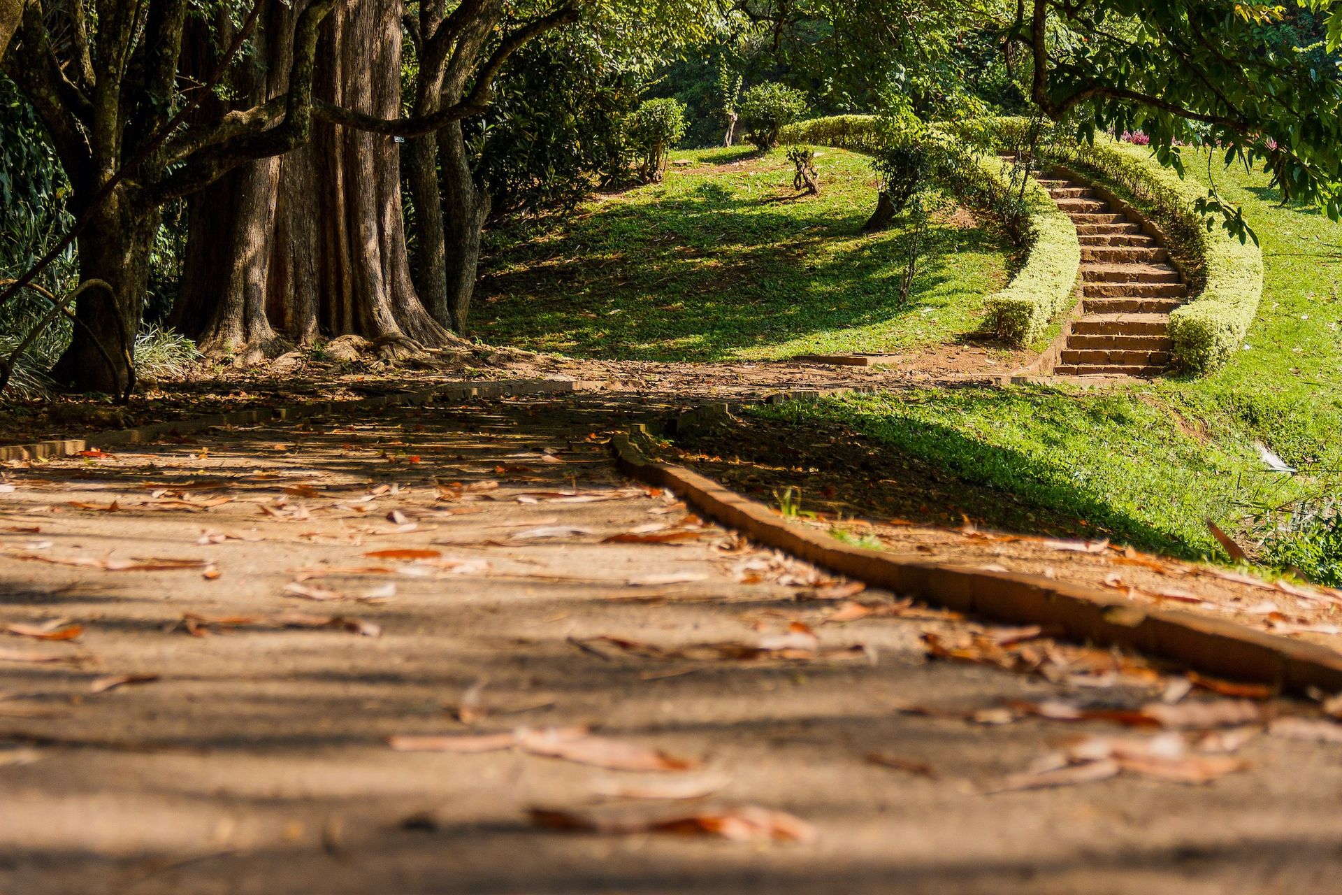 Jardin Botanique, Peradeniya - Sri-Lanka