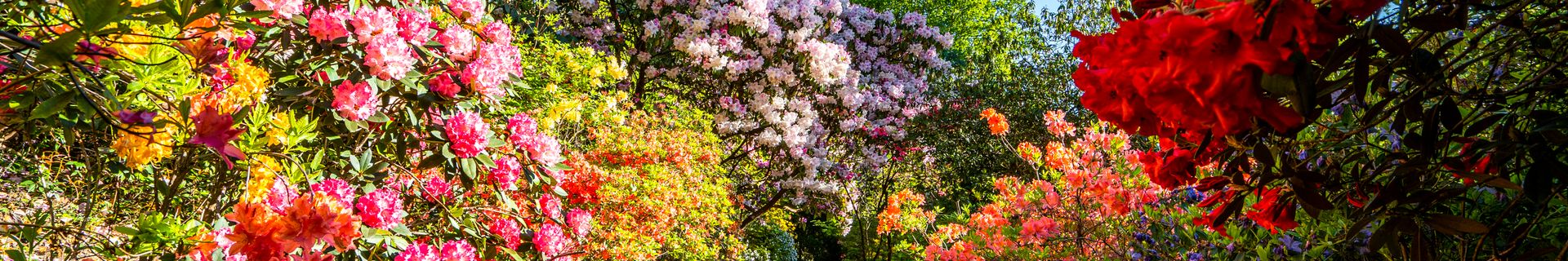 Couleurs printanières à Leonardslee (départs d'avril et mai)