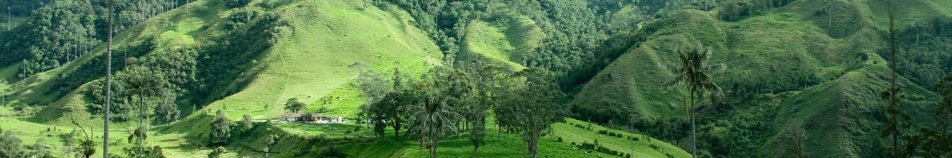 Vallée de Cocora - Colombie ©iStock