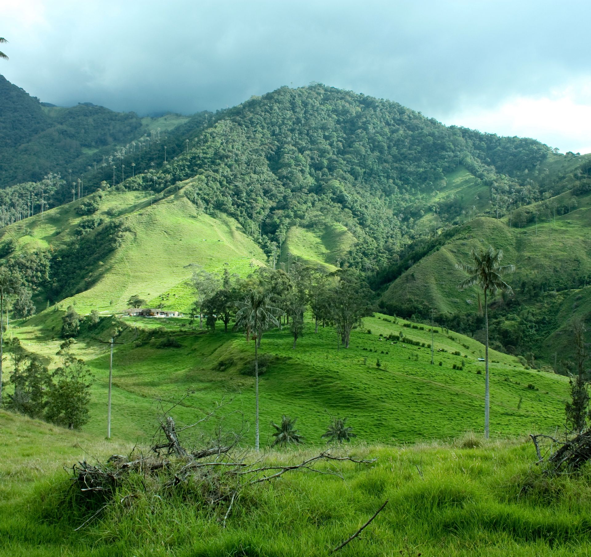 Vallée de Cocora - Colombie ©iStock