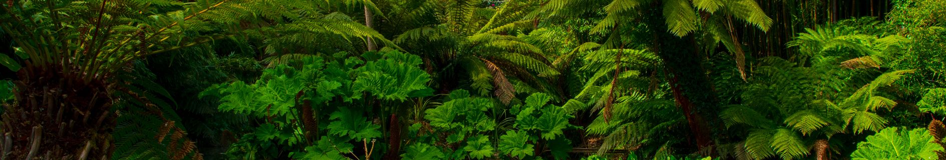 La Jungle, jardins perdus de Heligan © Andy Wilson