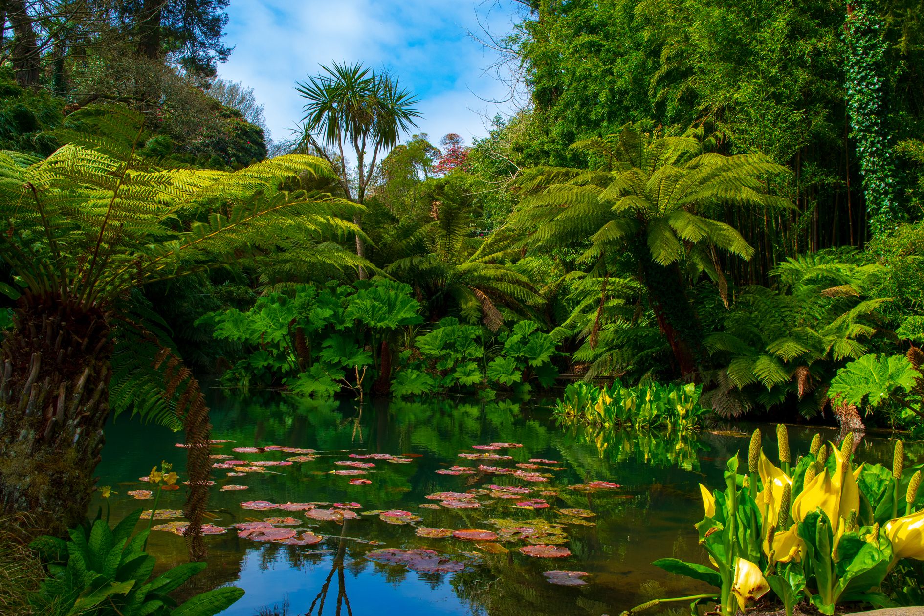 La Jungle, jardins perdus de Heligan © Andy Wilson