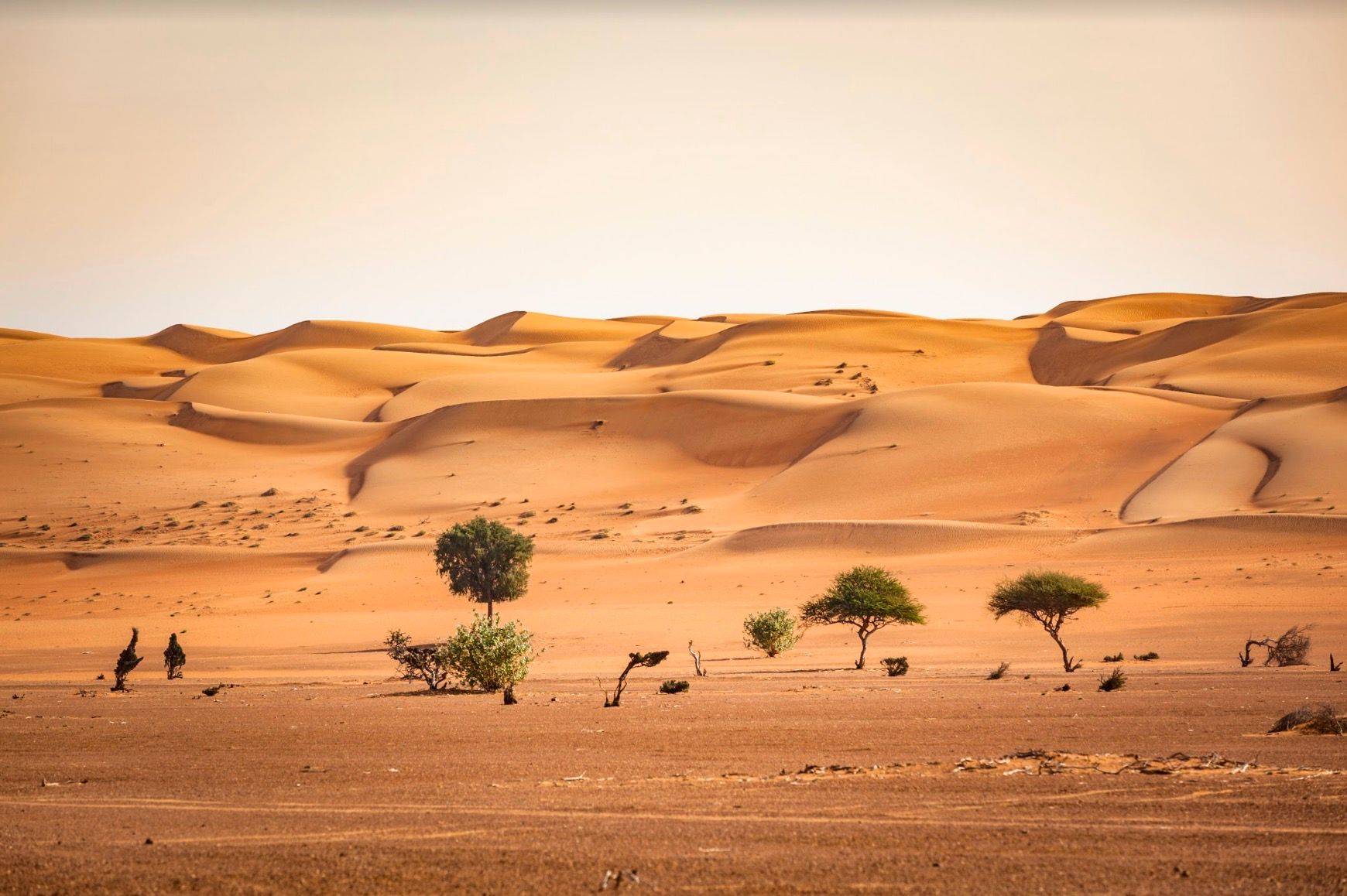 Arbres dans le désert Wahiba - Oman