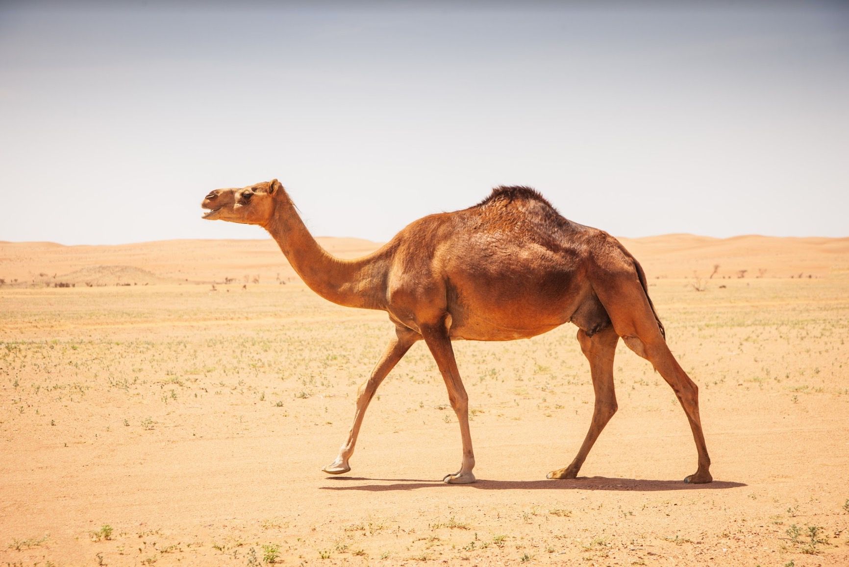 Chameau dans le désert Wahiba - Oman