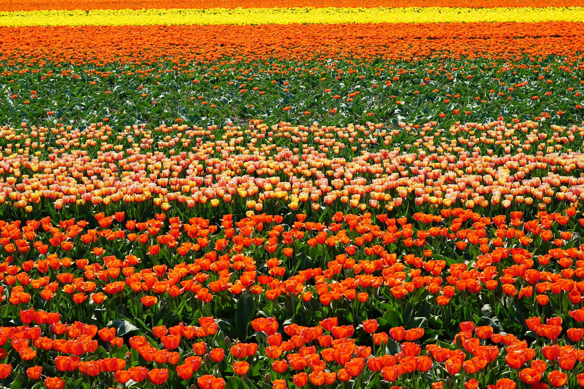 Parc floral de Keukenhof - Pays-Bas