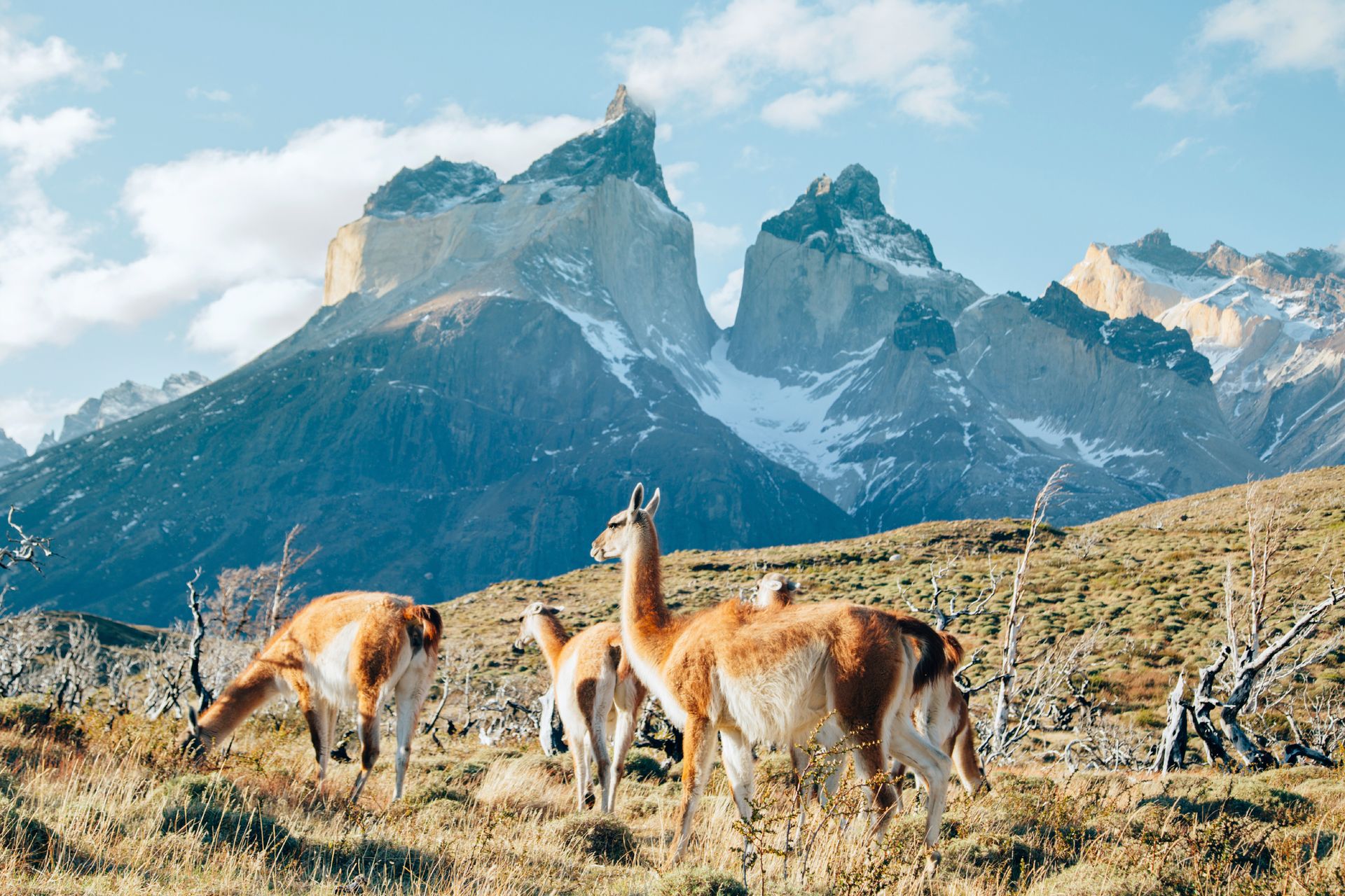 Parc National de Torres del Paine,  Patagonie - Argentine ©iStock