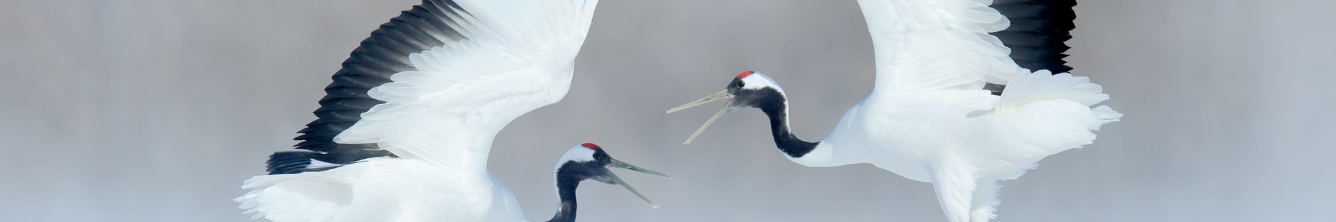 Grues japonaises, à Hokkaido
