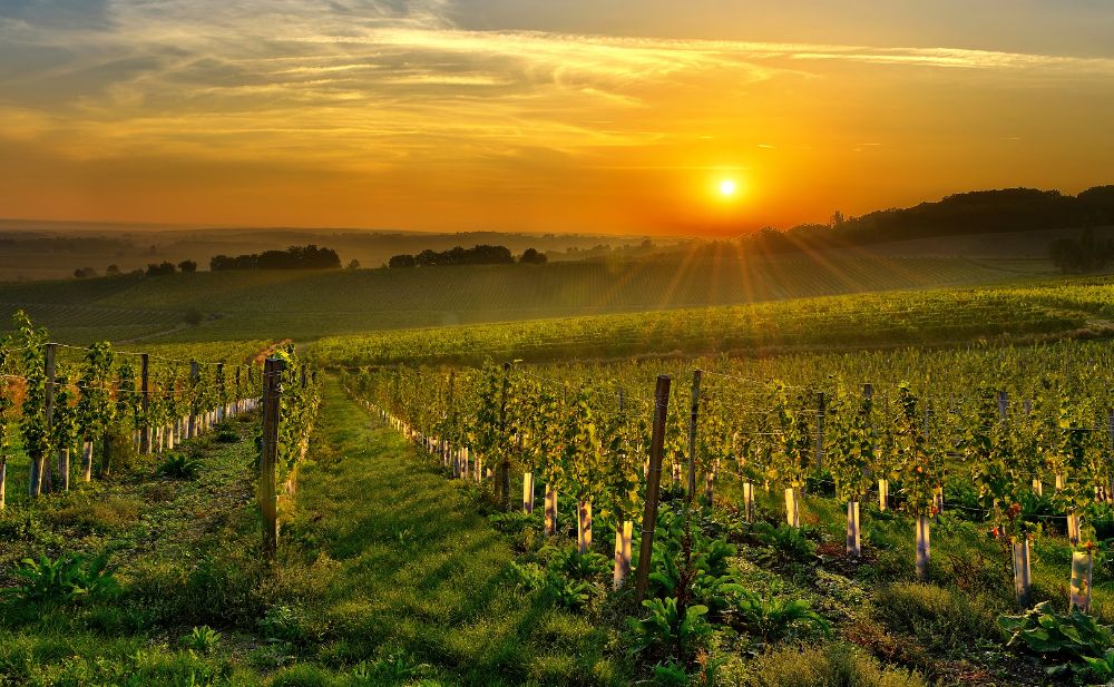 Vignobles de Bergerac, Nouvelle-Aquitaine - France