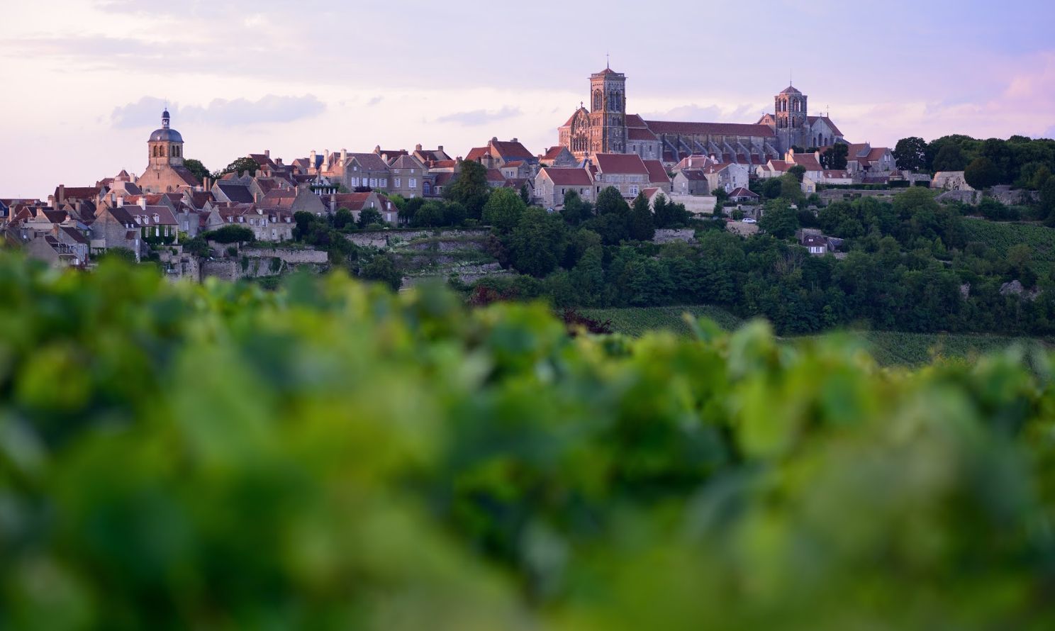 Vignobles de Vélezay, Bourgogne-Franche-Comté - France -175594122