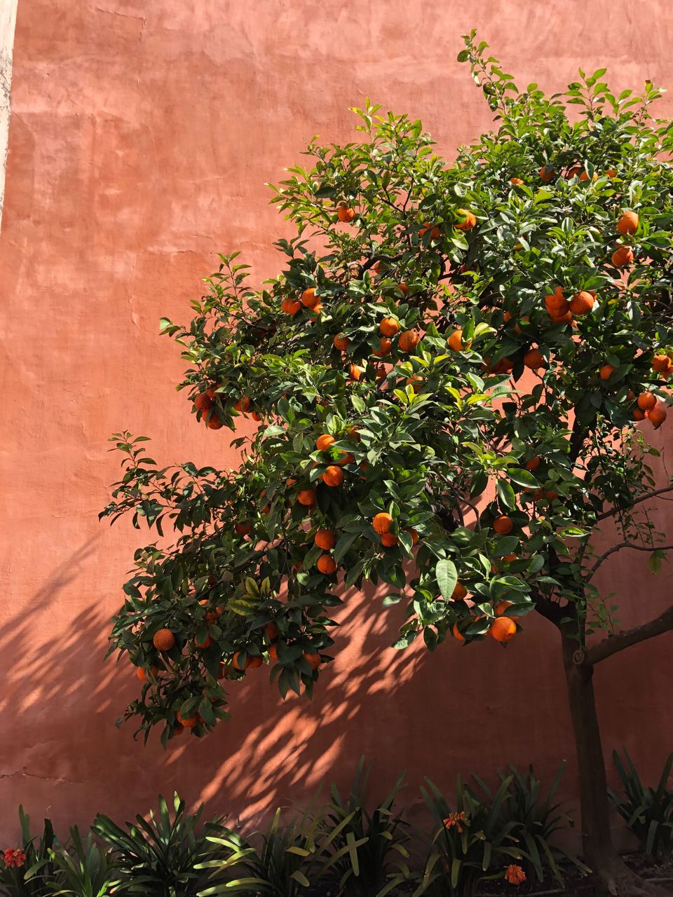 La cour des orangers, Séville - Espagne