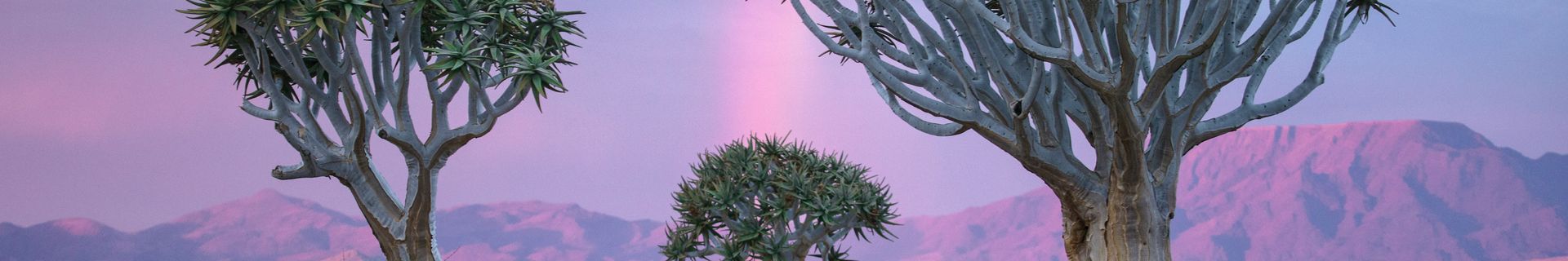 Arbre carquois, Namibie