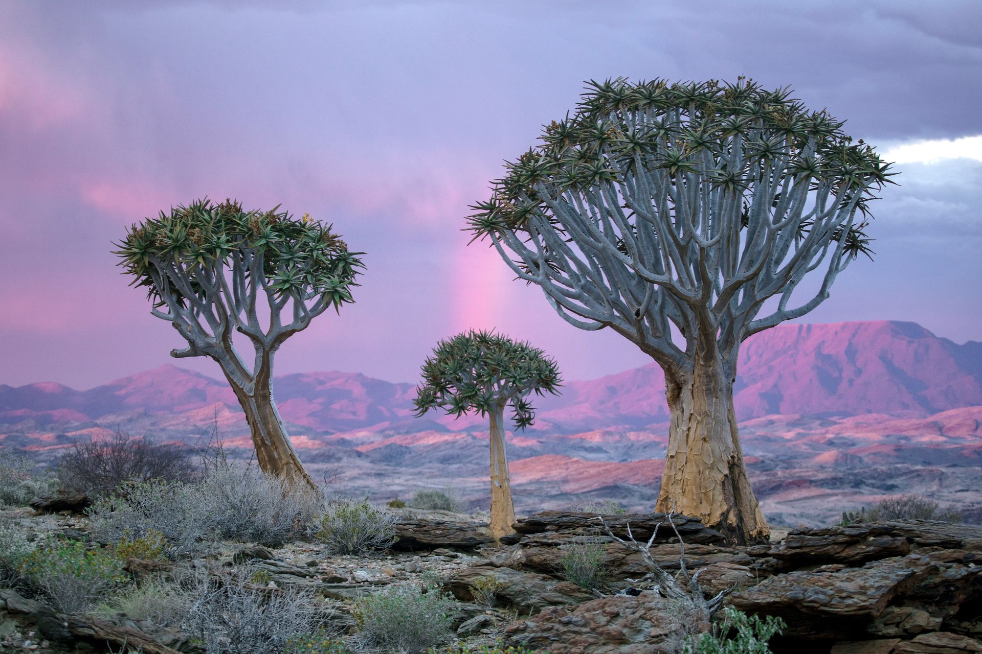 Arbre carquois, Namibie