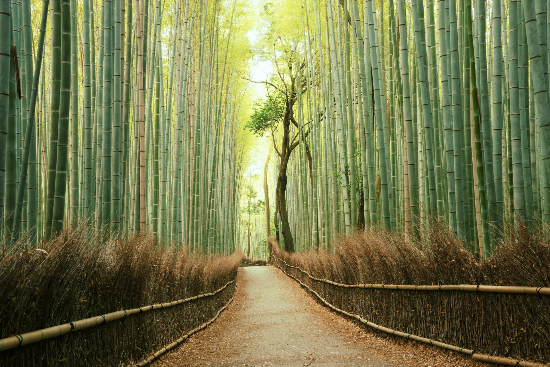 Forêt de bambous d'Arashiyama Kyoto
