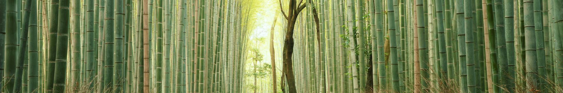 Forêt de bambous d'Arashiyama Kyoto