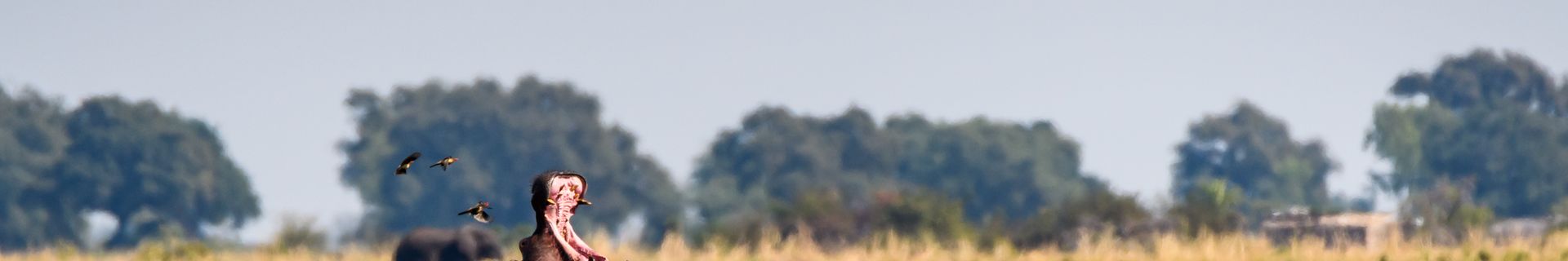 Parc national de Chobe