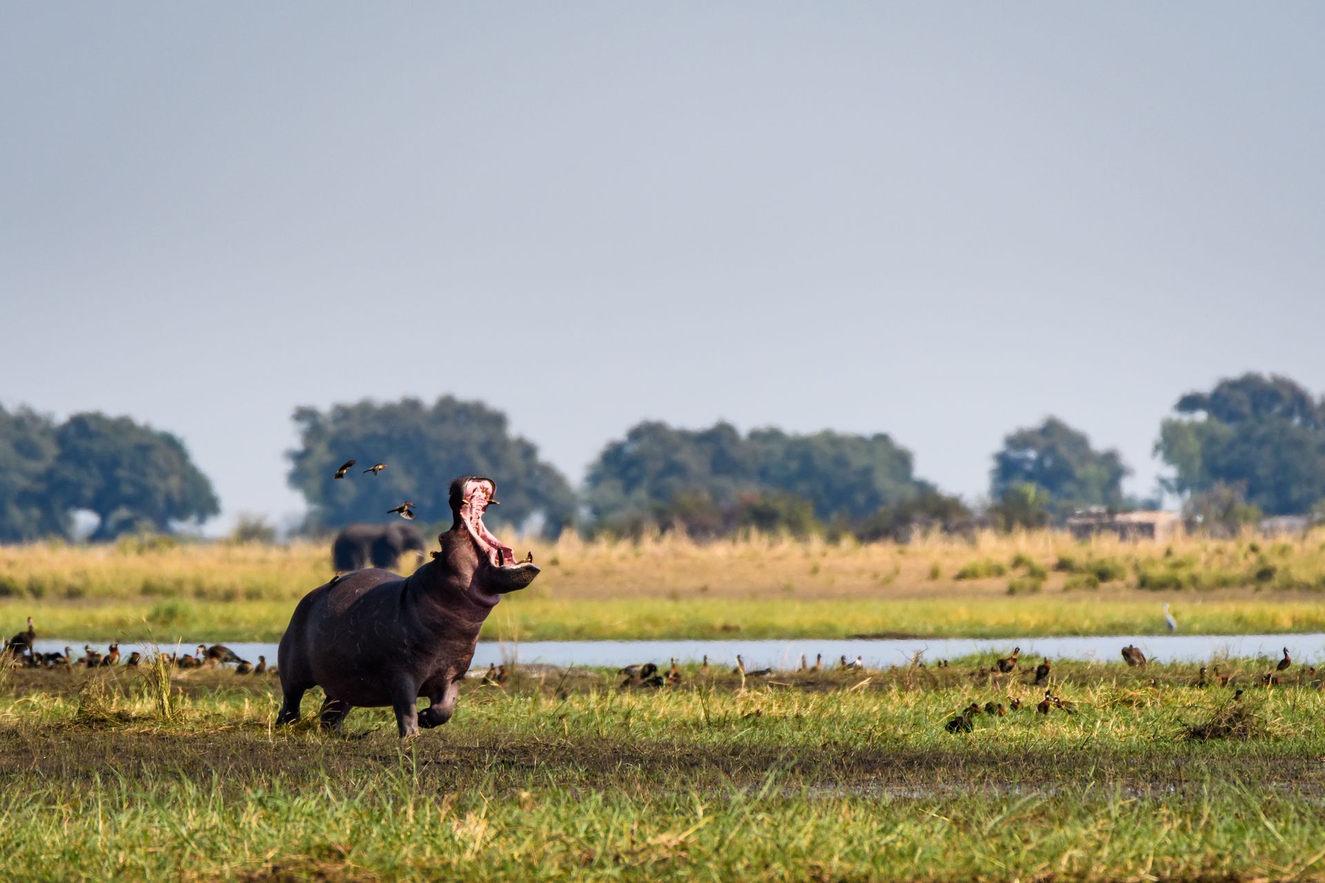 Parc national de Chobe