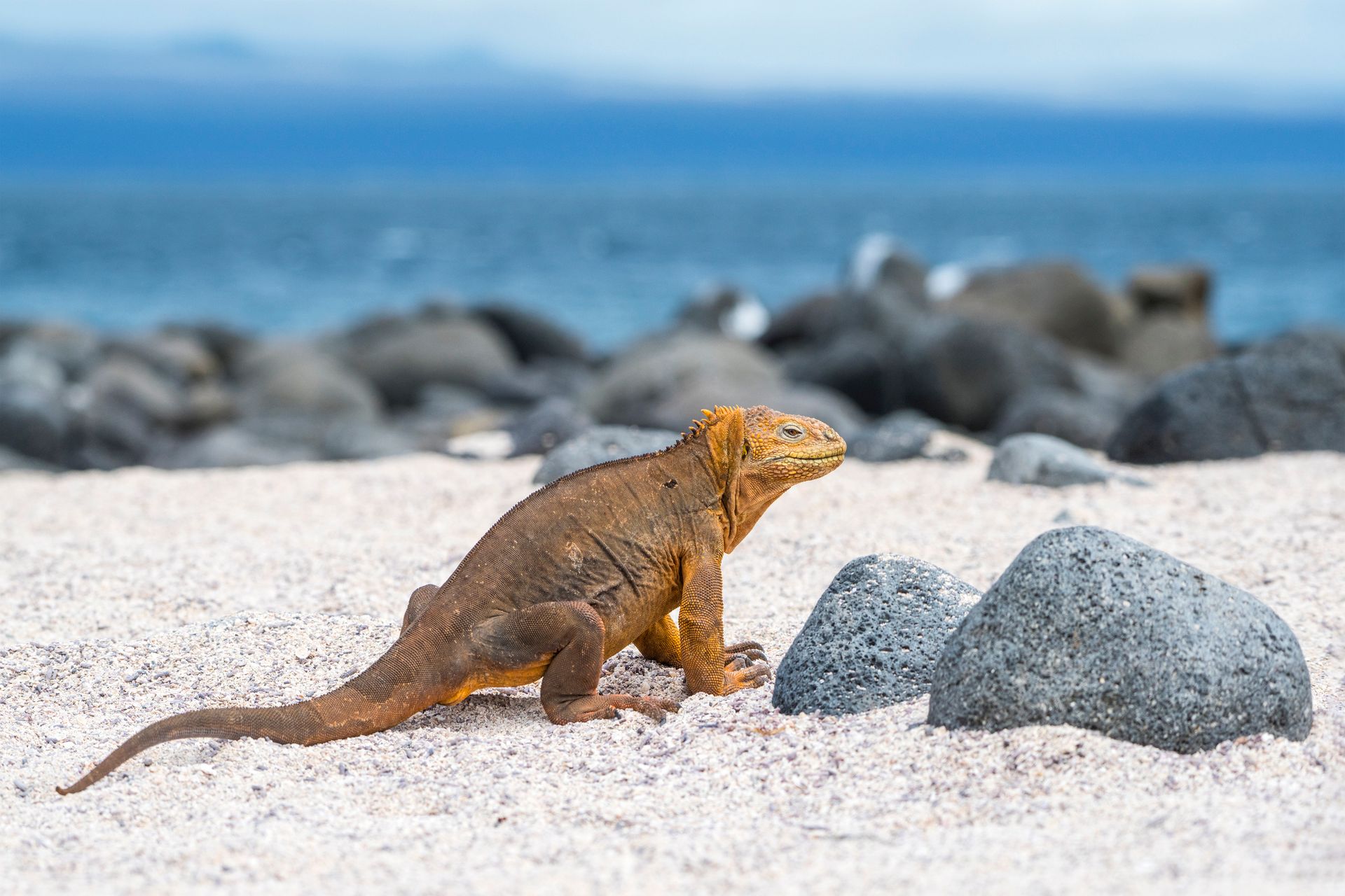 Iguane terrestre des Galapagos