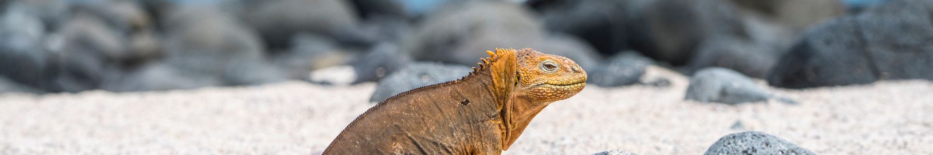 Iguane terrestre des Galapagos