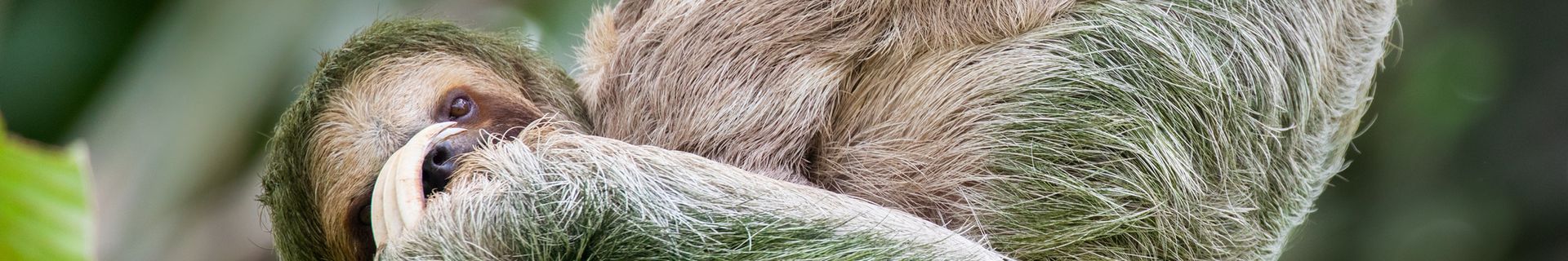 Paresseux - Costa Rica