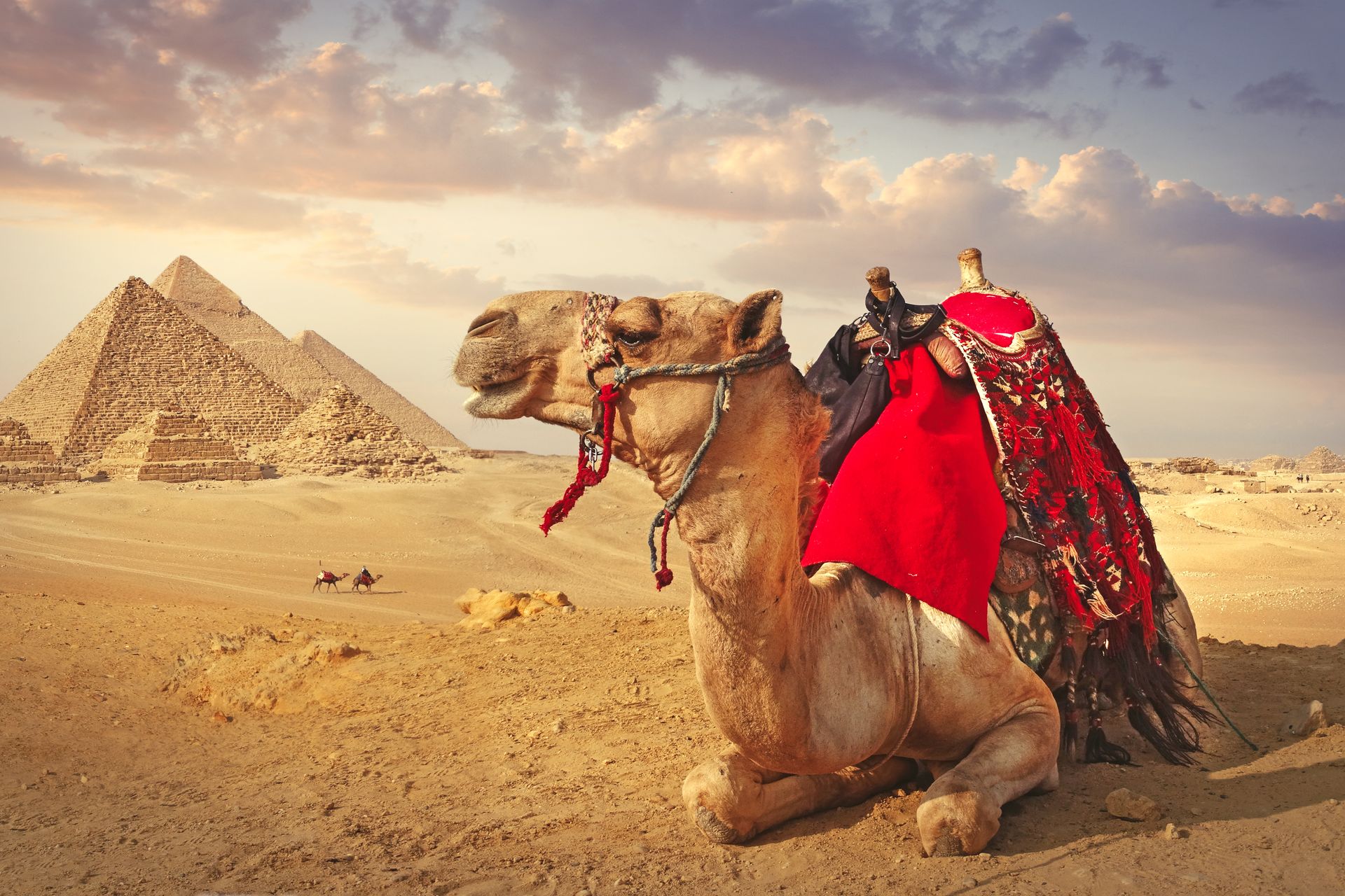 Chameau Pyramides