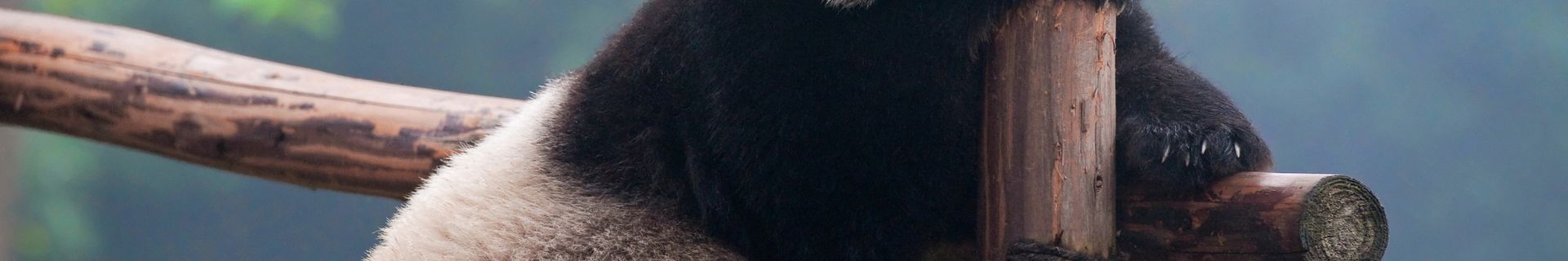 Centre des pandas, Chengdu