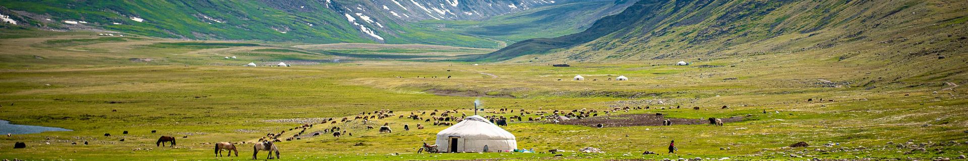 Mongolie - pâturage été