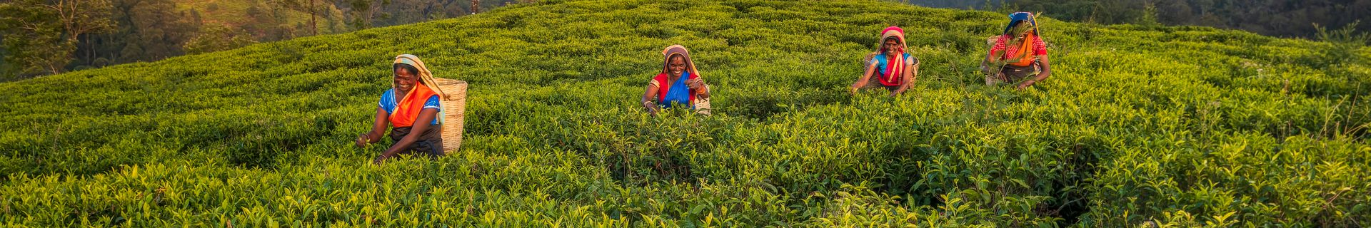 Plantation de thé à Nuwara Eliya