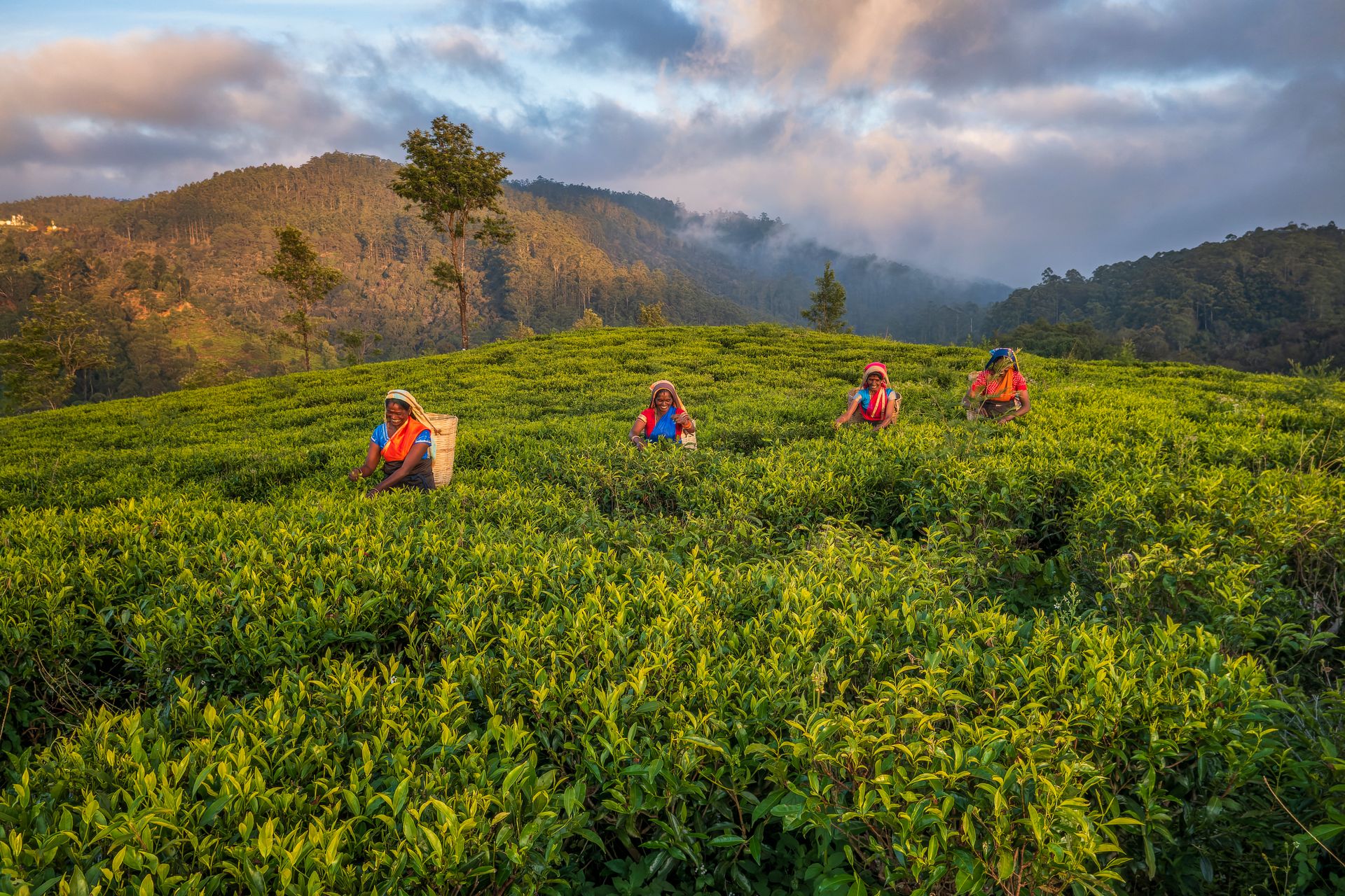 Plantation de thé à Nuwara Eliya