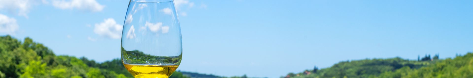 Dégustation dans le vignoble croate