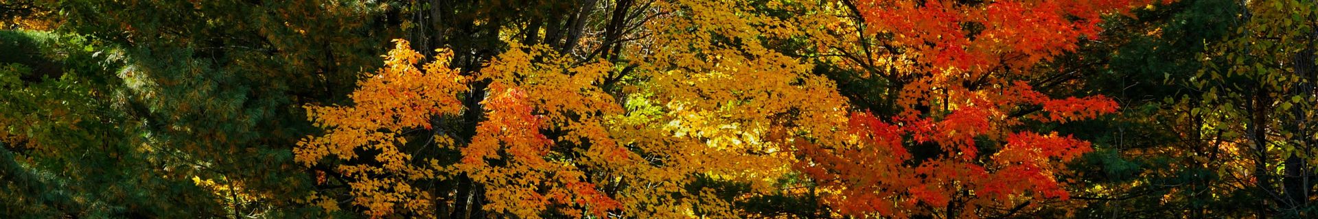 Couleurs d'automne au Québec