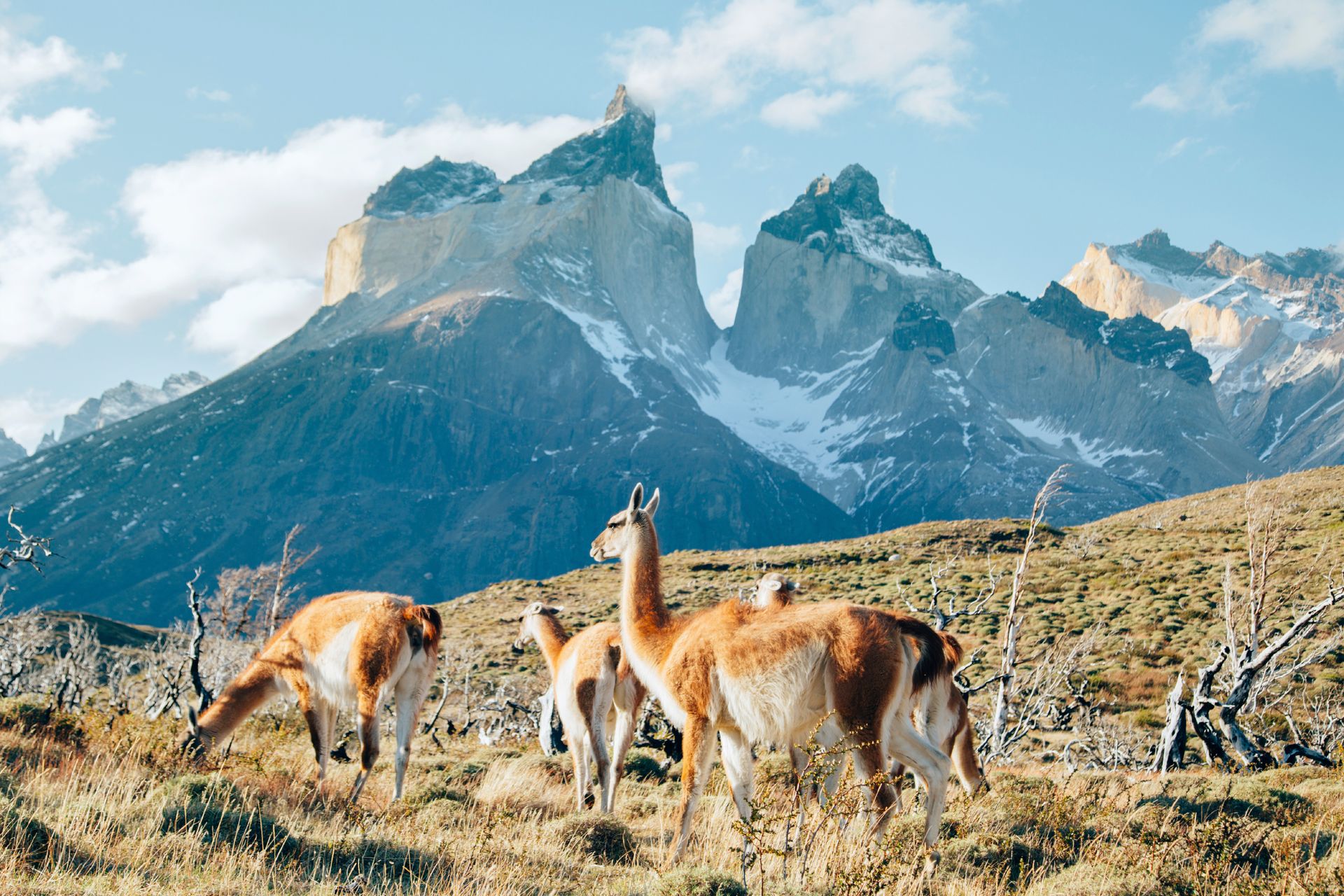 Parc National de Torres del Paine, Patagonie - Argentine ©iStock