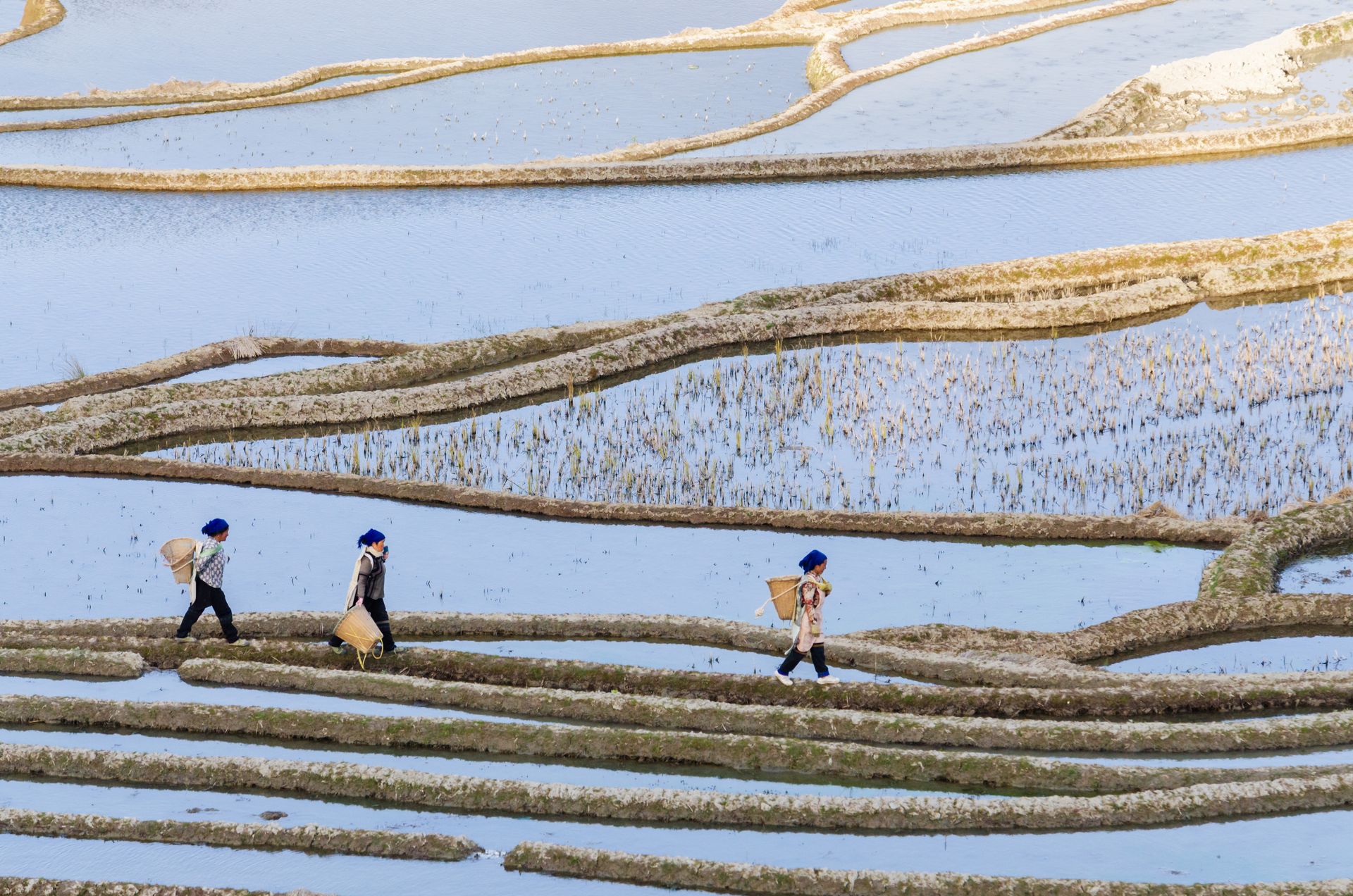 Rizières en terrasses de Yuanyang