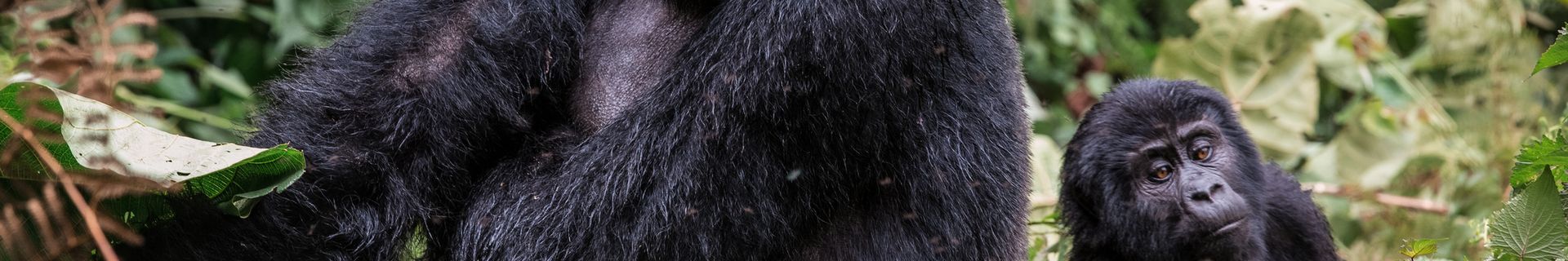 Rencontre avec les gorilles dans le parc des Volcans