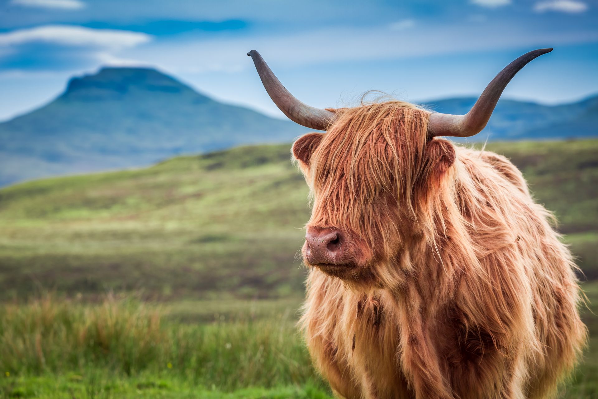 Highlands cow