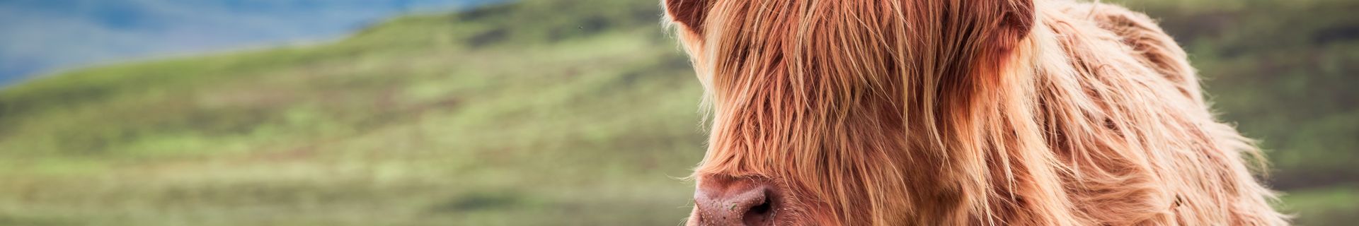 Highlands cow