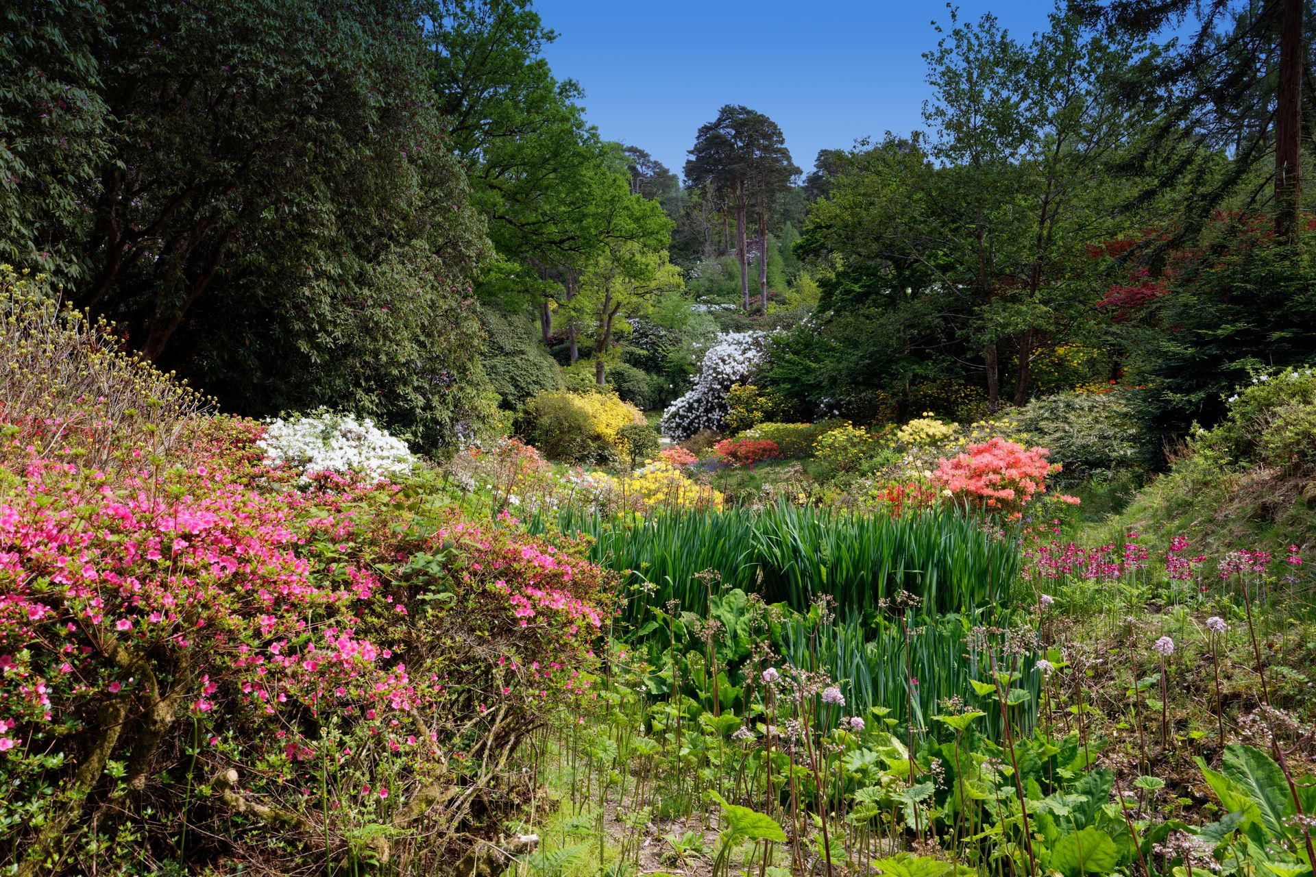 Jardin anglais au printemps