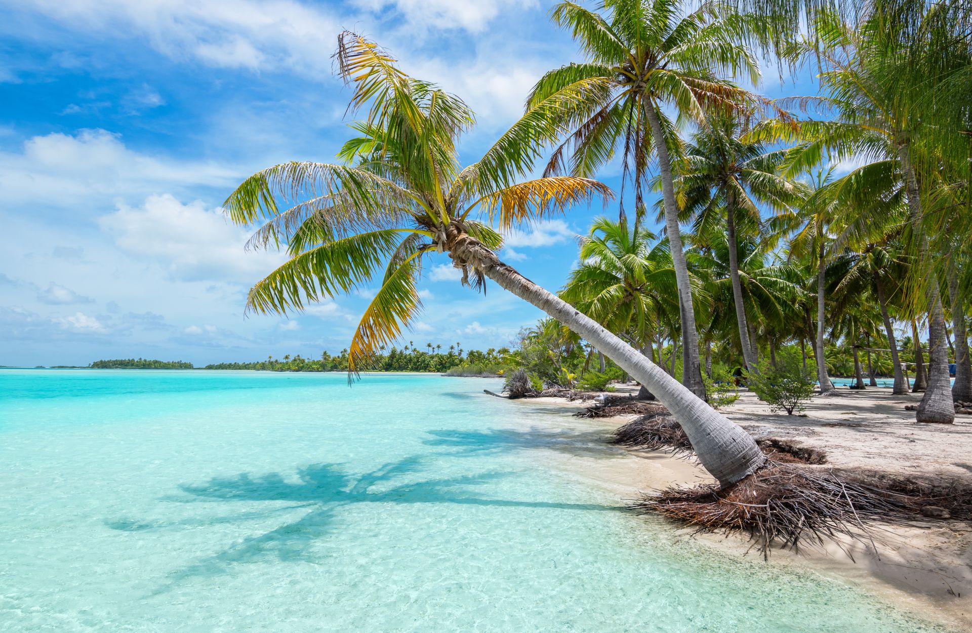 Cocotiers à Bora Bora